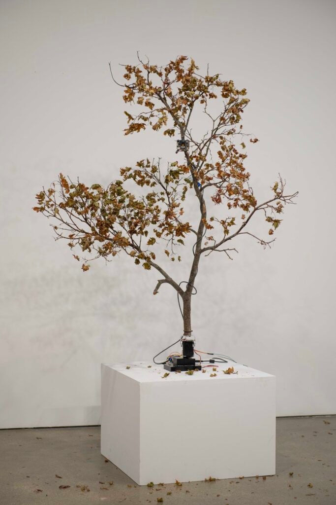 Whisper in the Bark 01, 2025. by Hadi Asgharpour, exhibited at Domio Gallery.