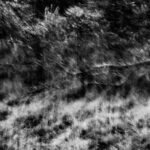 Thicket, 2016. by Petsy Fink, exhibited at Domio Gallery.