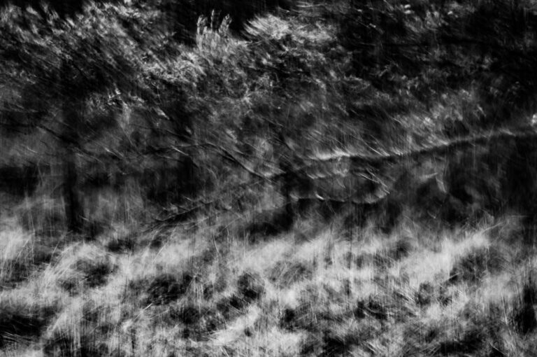 Thicket, 2016. by Petsy Fink, exhibited at Domio Gallery.
