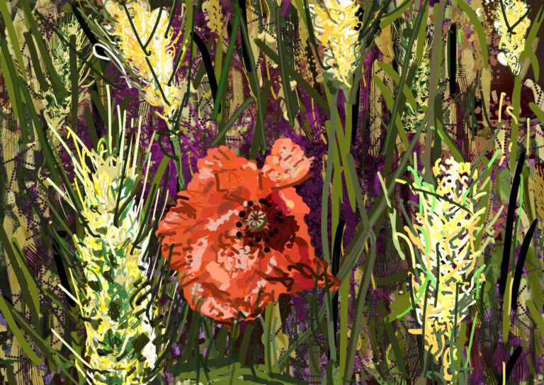 Auvers sur Oise: Lonely Poppy in the Cornfield, 2025. by Philip van den Dool, exhibited at Domio Gallery.