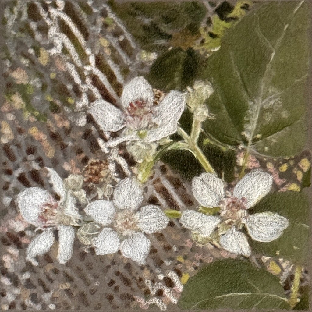 Blackberry No.2, 2025. by Lael Salaets, exhibited at Domio Gallery.