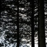 Into the woods and after, 2026. by Shayn, exhibited at Domio Gallery.