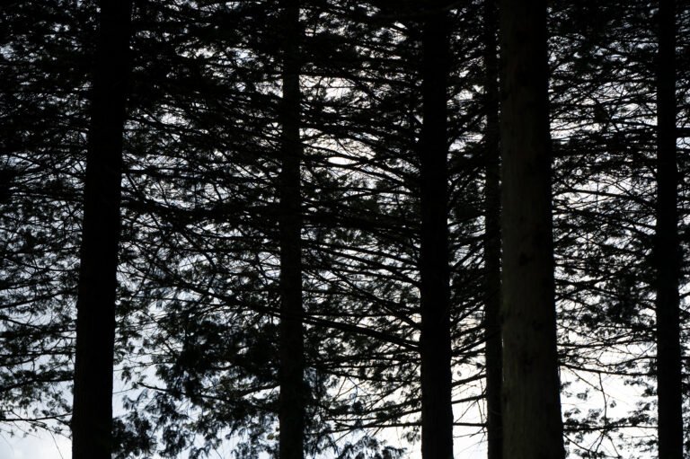 Into the woods and after, 2026. by Shayn, exhibited at Domio Gallery.