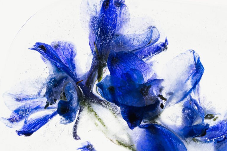 Delphinium in crystal clear ice, 2026, digital photo ( no ai) by Marc Heiligenstein, exhibited at Domio Gallery.