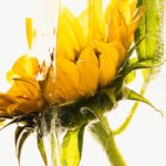 Sunflower in ice, 2026. by Marc Heiligenstein, exhibited at Domio Gallery.