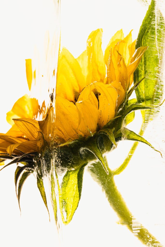 Sunflower in ice, 2026, digital Photo ( no ai) by Marc Heiligenstein, exhibited at Domio Gallery.