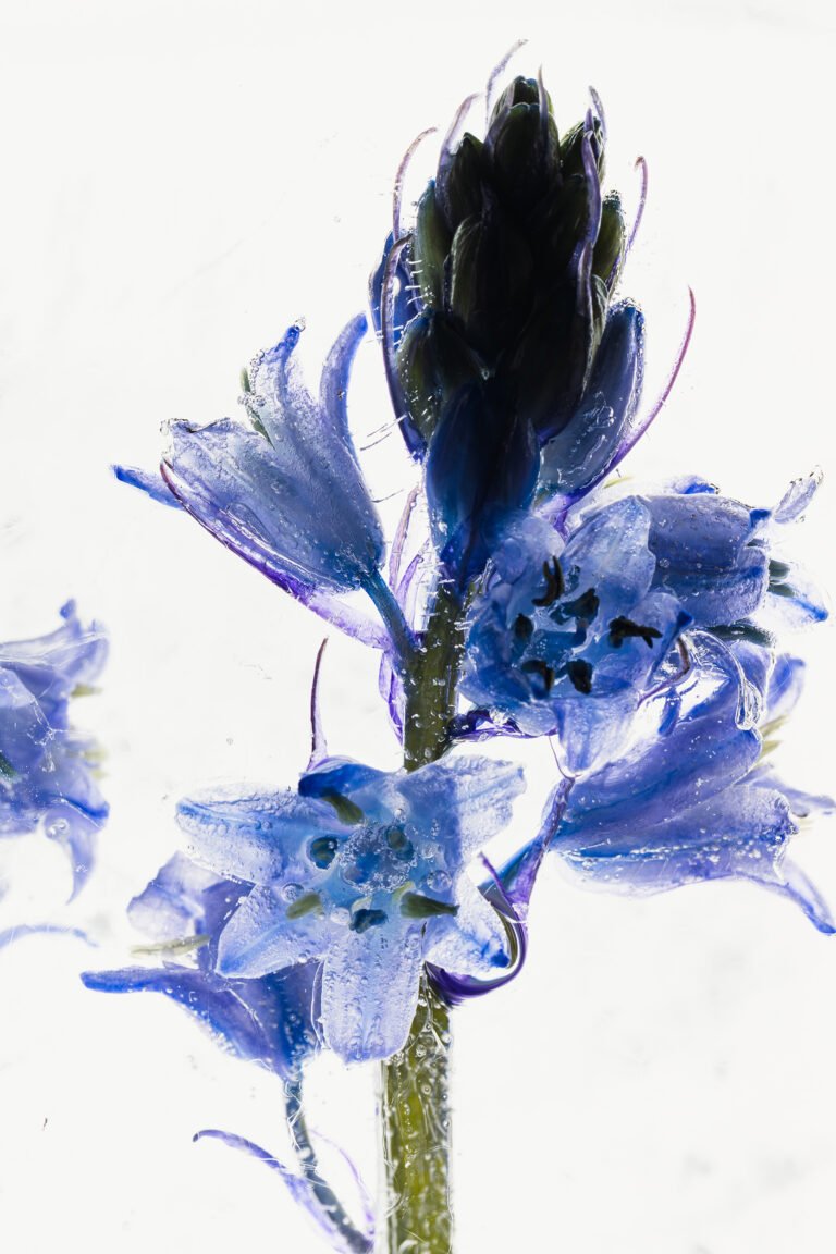 Scilla in crystal clear ice , 2026, digital photo by Marc Heiligenstein, exhibited at Domio Gallery.